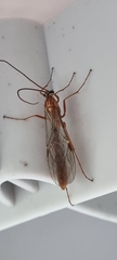 Ophion obscuratus