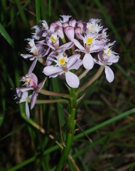 Epidendrum