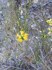 Lepidospartum squamatum