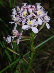 Epidendrum
