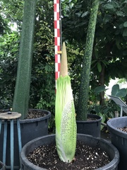 Amorphophallus titanum