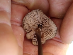 Entoloma infula