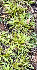 Dichanthelium laxiflorum