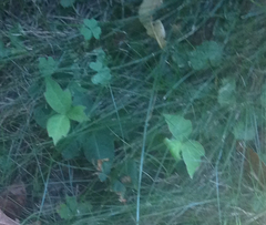 Oxalis