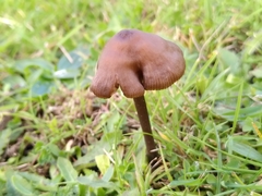 Entoloma infula