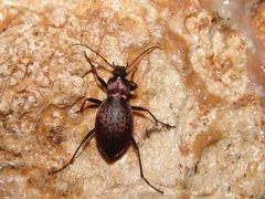 Carabus linnaei