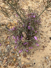Comesperma