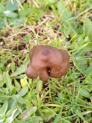 Entoloma infula