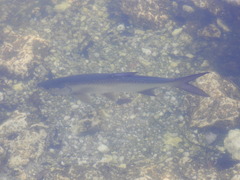Megalops atlanticus