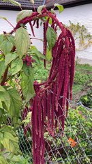 Amaranthus hybridus