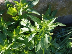 Mercurialis annua