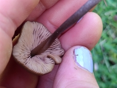 Entoloma infula