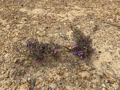 Comesperma