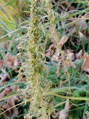 Artemisia biennis
