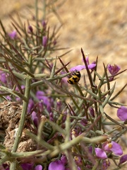 Comesperma