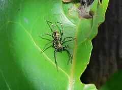 Corinnidae