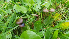 Psilocybe fimetaria