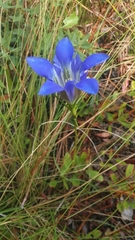 Gentiana autumnalis