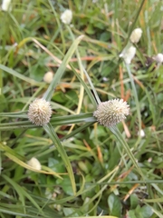 Cyperus mindorensis