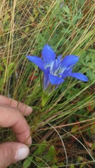 Gentiana autumnalis