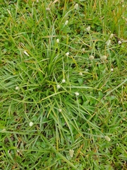 Cyperus mindorensis