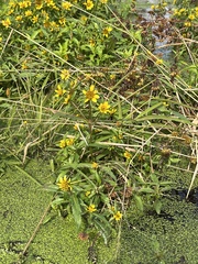Bidens cernua