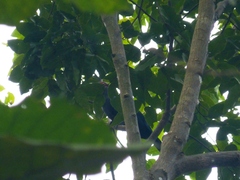 Phaenicophaeus sumatranus