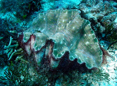 Hippopus hippopus