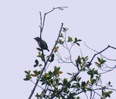 Psilopogon haemacephalus