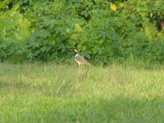 Vanellus indicus