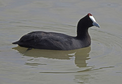 Fulica cristata