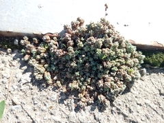 Sedum dasyphyllum