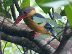Pelargopsis capensis