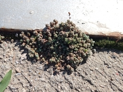 Sedum dasyphyllum