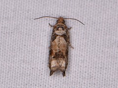 Epinotia