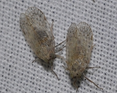 Pentastiridius
