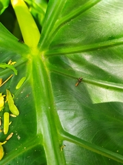 Pseudomyrmex
