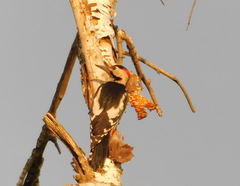 Dendrocopos syriacus