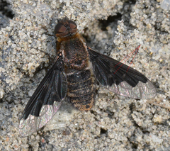 Hemipenthes morioides