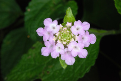 Lantana velutina