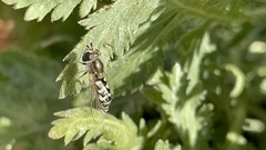 Eupeodes volucris