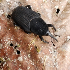 Rhynchophorus