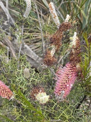 Grevillea