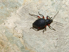 Otiorhynchus