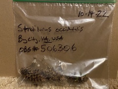 Strobilurus occidentalis