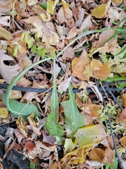 Sonchus arvensis