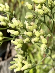 Baccharis angustifolia