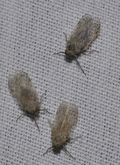 Pentastiridius