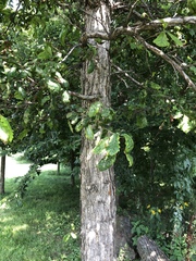 Neuroterus floccosus