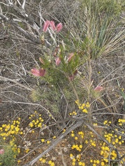 Grevillea